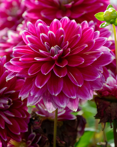 DÁLIA (GEORGÍNA) MALDINI 10 kusov